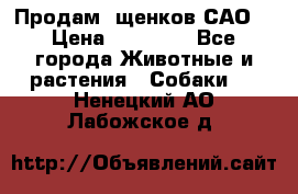 Продам ,щенков САО. › Цена ­ 30 000 - Все города Животные и растения » Собаки   . Ненецкий АО,Лабожское д.